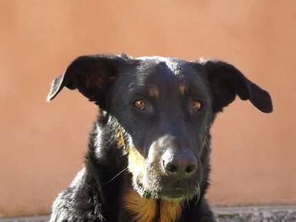CH. Athena De sainte petronille